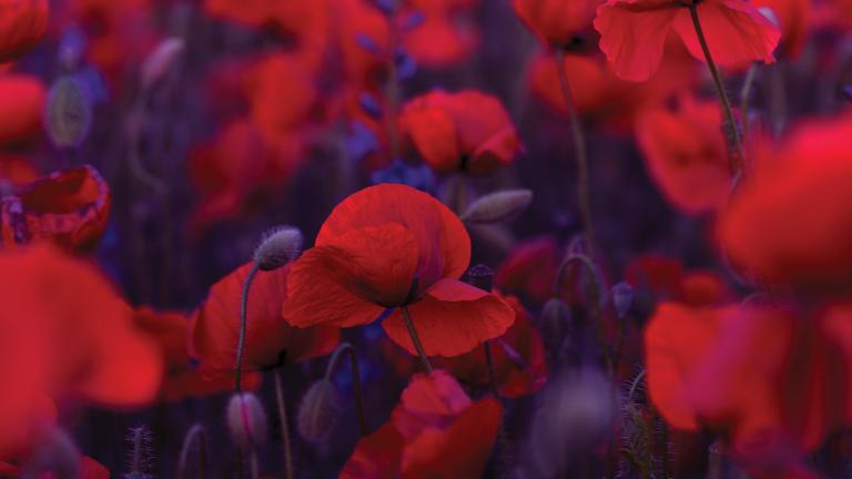 Remembrance Day