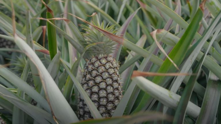 Pineapple