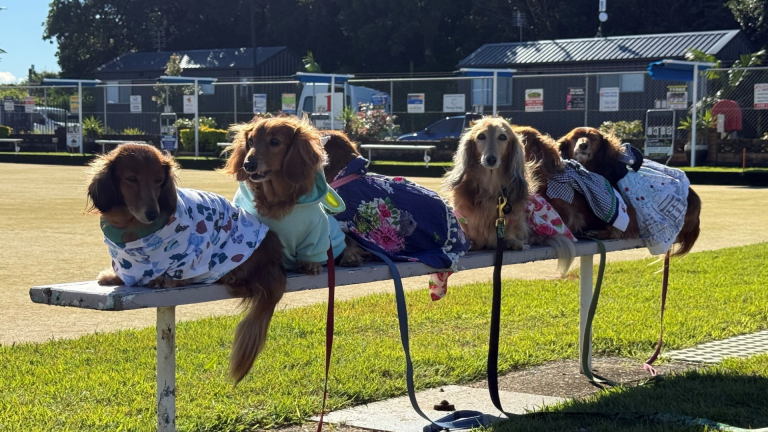 Sausage Dog Festival - Club Scotts